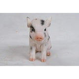 Sitting Baby Pig Withblack Spots