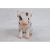 Sitting Baby Pig Withblack Spots