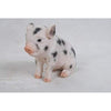 Sitting Baby Pig Withblack Spots