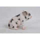 Sitting Baby Pig Withblack Spots