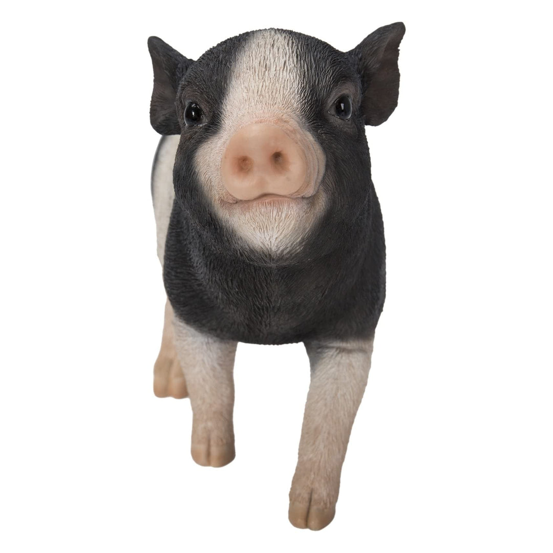 Baby Pig Standing Black and White Ultra Realistic Garden Statue Multi Color Polyresin