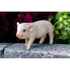 Standing Baby Pig Pink Animals Polyresin